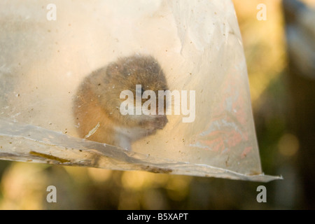 Harvest mouse caught during small mammal survey Stock Photo