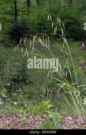 Hairy Brome (Bromus ramosus), plant Stock Photo