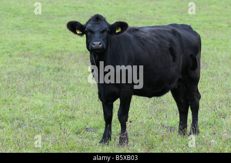 German Angus Cattle (Bos taurus), young red bull on a pasture Stock ...