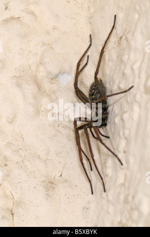 Giant European House Spider (Tegenaria atrica, Tegenaria gigantea) on a wall