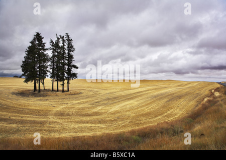 Huge field in state of Montana after a harvest Stock Photo
