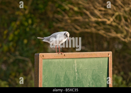 Black Headed Gull sitting on a signage board Stock Photo