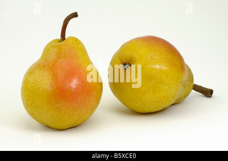 Common Pear, European Pear (Pyrus communis), variety: Williams Christ, two ripe fruit, studio picture Stock Photo