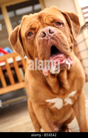 A friendly French Mastiff dog Stock Photo