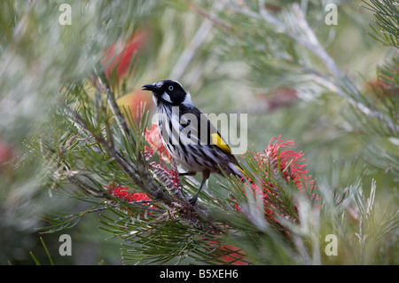 Australian New Holland Honeyeater (Pyliddonyris novaehollandiae) in song pose in grevillea heath. Stock Photo