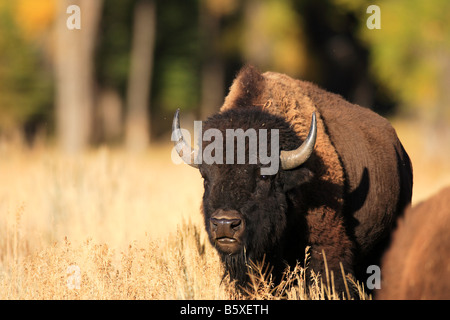 American Bison grazing in fall. Stock Photo