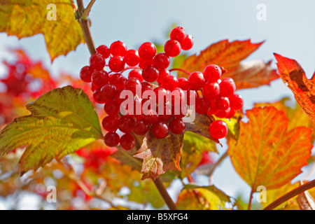 GUELDER ROSE Viburnum opulus RIPE BERRIES ON TREE Stock Photo