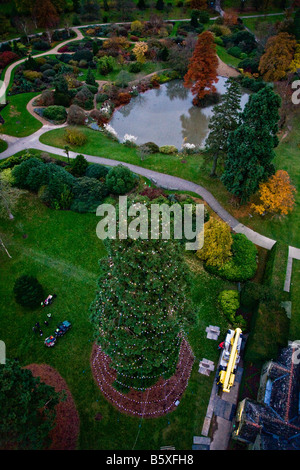 The Christmas lights on the Giant Redwood at Wakehurst Place that have just been erected for this years Christmas celebrations Stock Photo