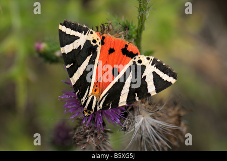 Jersey Tiger Moth, Russian Tiger Moth (Panaxia quadripunctaria) sitting on flowering stand Stock Photo