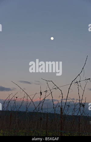 Evening in the vineyards with the moon in the background Stock Photo