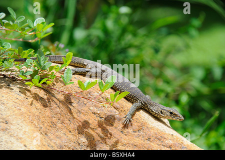 baby water monitor lizard on rock Stock Photo