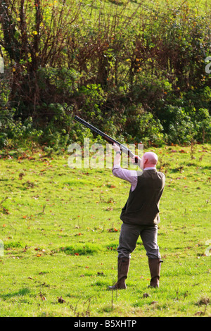 Huntsman hunter fires a shot gun skywards at pheasants leaving cover during a driven game bird shoot on private farmland Devon Stock Photo
