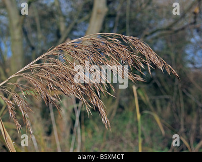 Silhouette of a reed head. Stock Photo