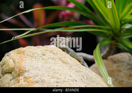 baby water monitor lizard on rock Stock Photo