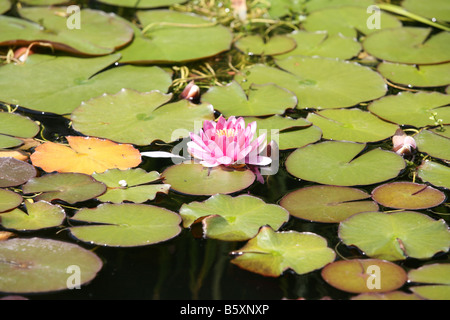 Pink water lily, green lily pads. VanDusen Botanical