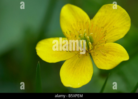 Marsh Marigold (Caltha palustris) flower Stock Photo