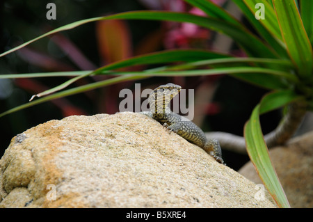 baby water monitor lizard on rock Stock Photo