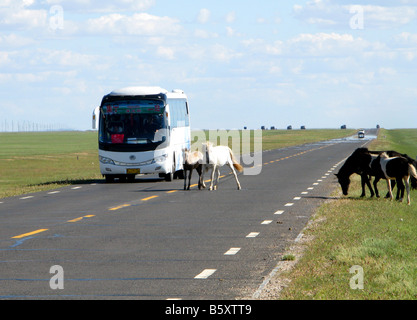 Wild horses on the road from Mongolia to Beijing in Inner Mongolia, North China Stock Photo