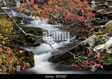Autumn Dogwood Overhanging Rapids on the Middle Prong of the Little River in Great Smoky Mountains National Park Tennessee Stock Photo