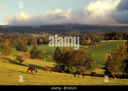 Horses graze in warm afternoon light upcountry Maui, Hawaii. Stock Photo