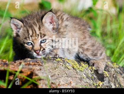 Bobcat kitten laying on  a log- controlled conditions Stock Photo