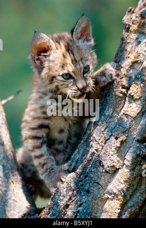 A bobcat kitten plays in a tree. Controlled conditions Stock Photo