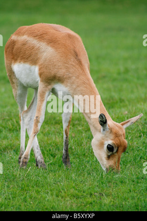 Female blackbuck grazing (Antilope Cervicapra). Stock Photo