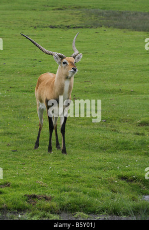 Kafue Flats Lechwe (Kobus Lechwe Kafuensis) male, native to Botswana Zambia and south east Zaire. Stock Photo