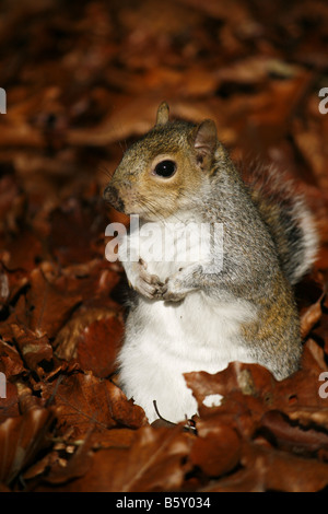 Grey squirrel (sciurus carolinensis) foraging amongst the beech leaves on the forest floor.  Taken in November. Stock Photo
