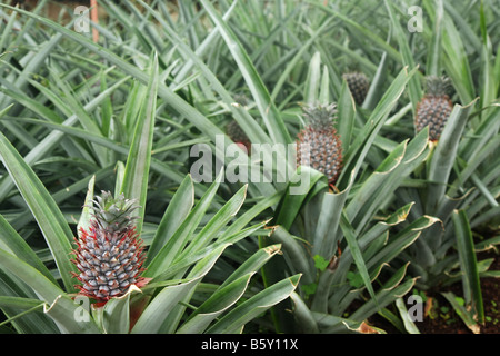 Immature pineapple plants in a greenhouse at Arruda pineapple plantation outside Ponta Delgada, São Miguel, Azores, Portugal Stock Photo