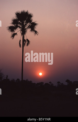 A stately palm tree silhouetted in a sunset in the heart of Botswana's Okavango Delta Stock Photo