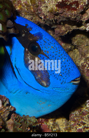 Paracanthurus hepatus, Yellow-tail blue Tang mouth, Acanthuridae Stock Photo