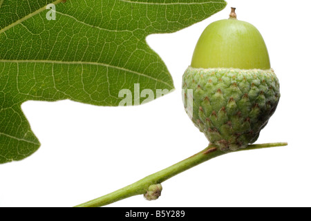 A green stem holds an 'acorn cup' in which there is a green acorn, (seed of an oak tree).Section of oak leaf,  White background. Stock Photo