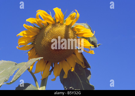 A Large Sunflower in Bloom Stock Photo