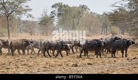 Herd of water buffalo at South Luangwa National Park in Zambia Stock Photo
