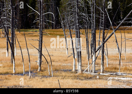 Trees killed by thermal features, near Grand Prismatic Spring, Midway Geyser Basin, Yellowstone National Park; Wyoming; USA Stock Photo