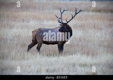 Bull Elk (Wapiti, Cervus canadensis) in a meadow along the Madison River, Yellowstone National Park, Wyoming, USA Stock Photo