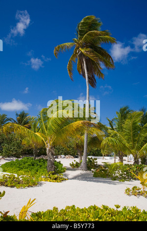 Palm tree on the beach on the caribbean island of Anguilla in the British West Indies Stock Photo