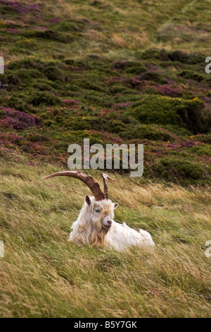 A Kashmiri Goat rests on the Great Orme, Llandudno, Wales Stock Photo