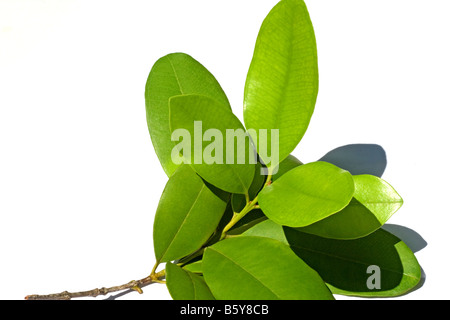 Fresh leaves of Allspice tree Stock Photo