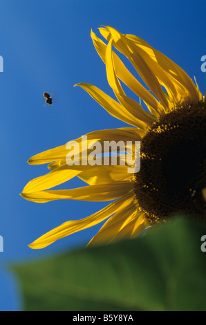 Close up of one sunflower with bee flying by Snohomish County sunset light backlit Washington State USA Stock Photo