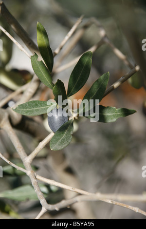 close up of fruit on olive tree branches in italy Stock Photo