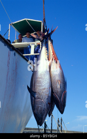 Uploading tuna fish to a factory boat for the japanese market Barbate Cádiz province Spain Stock Photo