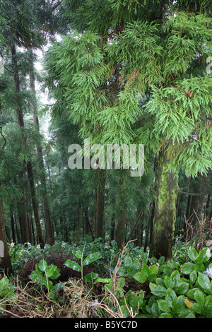 Trees seen from the narrow road on the crater edge from Visto do Rei going west Sete Cidades São Miguel Azores Portugal Stock Photo