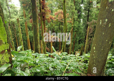 Trees seen from the narrow road on the crater edge from Visto do Rei going west, Sete Cidades, São Miguel, Azores, Portugal Stock Photo