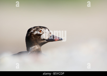 Long-tailed Duck Clangula hyemalis Stock Photo