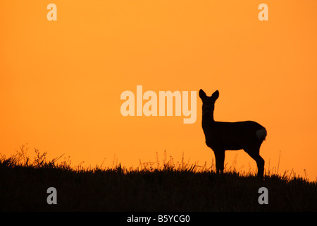 Silhouetted Roe Deer (Capreolus capreolus) on the sunset hill. Stock Photo