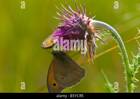 reddish brown grassland birds Stock Photo