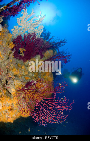 Scubadiver swimming along colorful block with gorgonians and black coral, Liguria, Italy Stock Photo