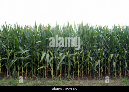 Rows of Corn stalks Stock Photo